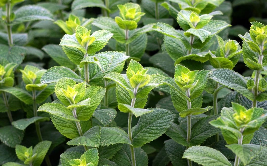 Huile essentielle de menthe poivrée : bienfaits, utilisations et précautions