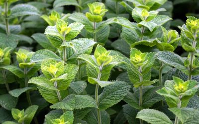 Huile essentielle de menthe poivrée : bienfaits, utilisations et précautions