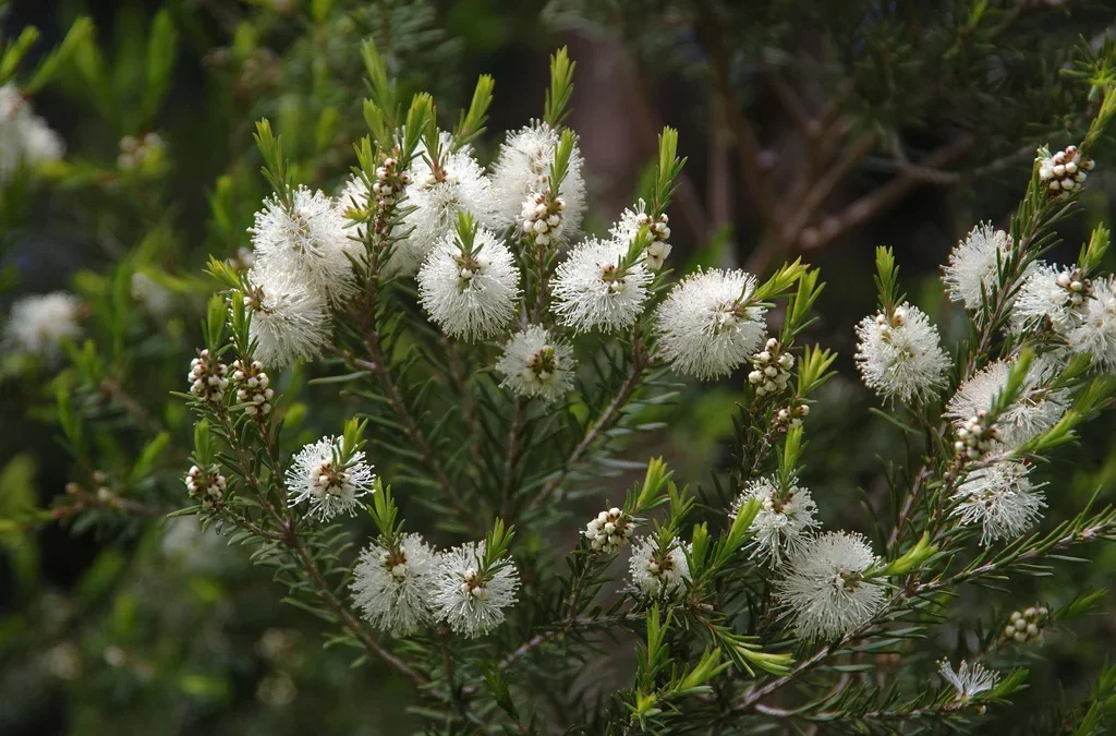 L’huile essentielle de Tea Tree : la petite goutte purifiante à tout faire