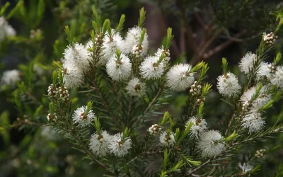 L’huile essentielle de Tea Tree : la petite goutte purifiante à tout faire